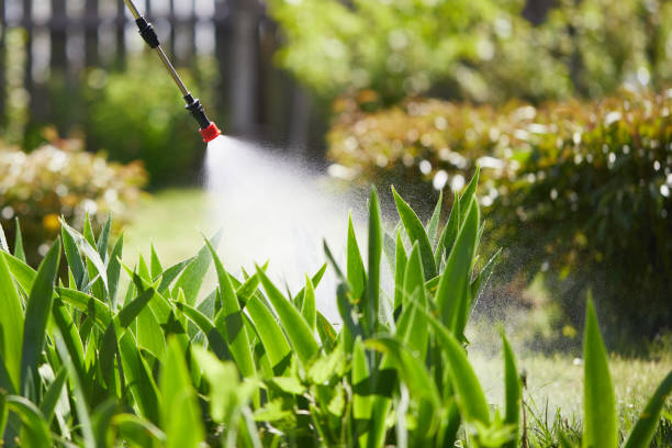 24/7 Emergency Ant Control experts in South Houston, TX